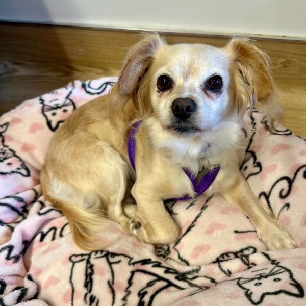 Paparazzi thumbnail 2