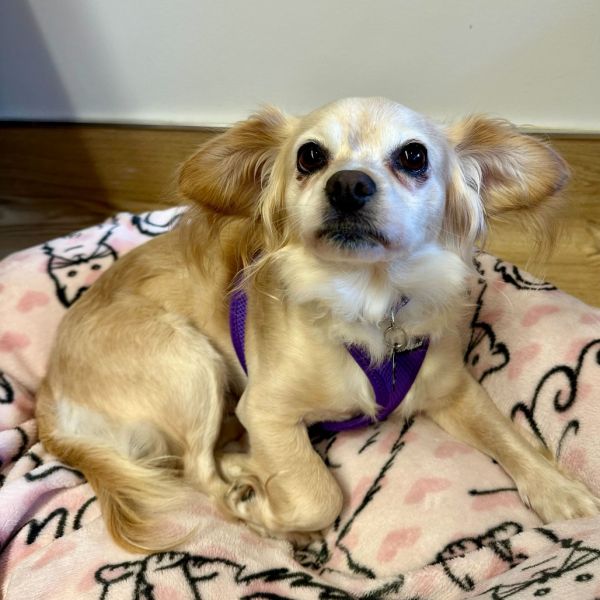 Paparazzi thumbnail 3