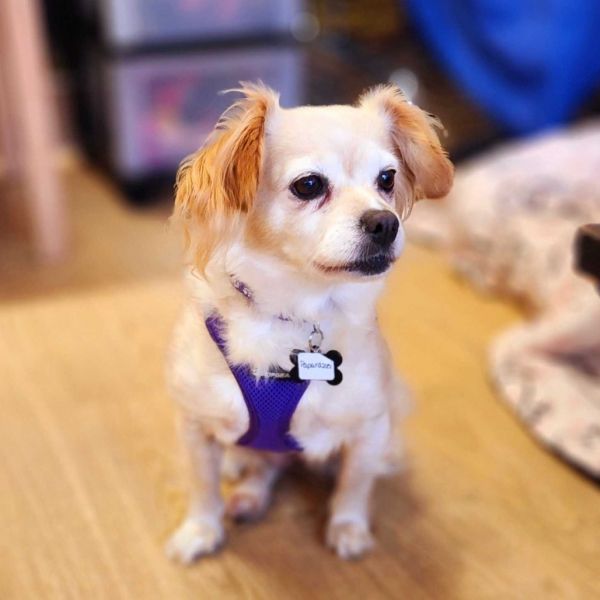 Paparazzi thumbnail 4