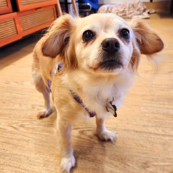 Paparazzi thumbnail 5