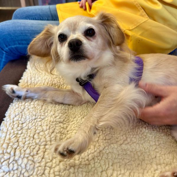 Paparazzi thumbnail 6