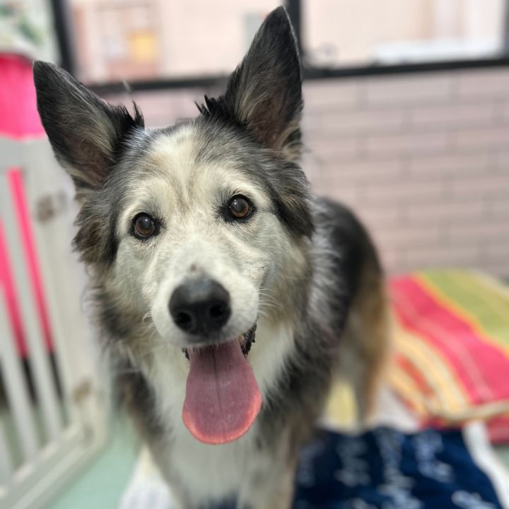 Earl Sweatshirt 13464 1