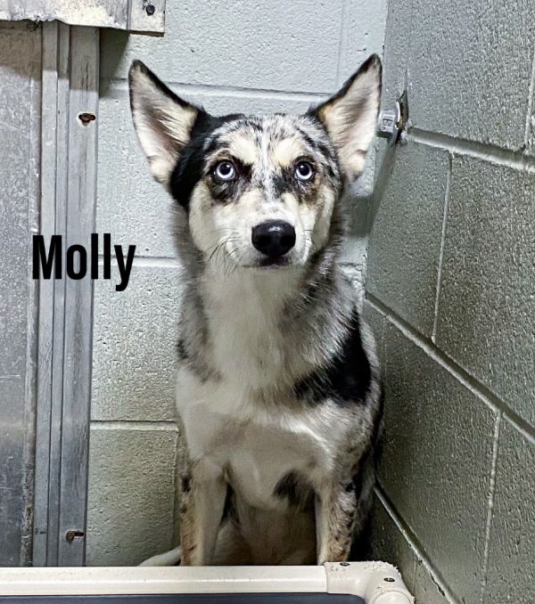 Molly