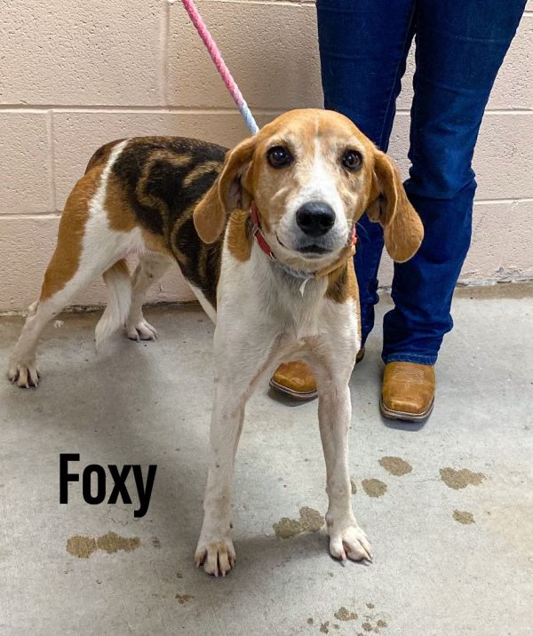 Foxy