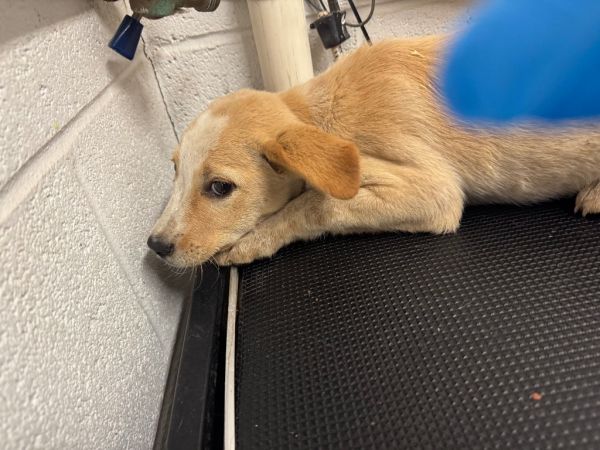 Bugoff-Adoptable Awaiting S/N