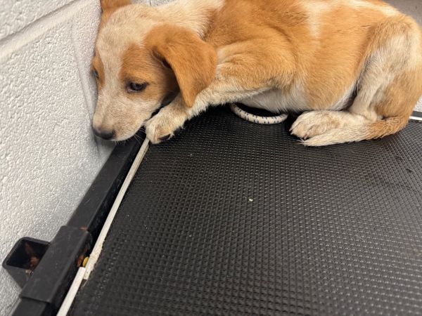 Flyswatter-Adoptable Awaiting S/N