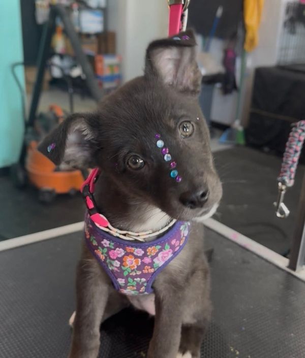Gemma