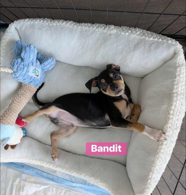 Bandit