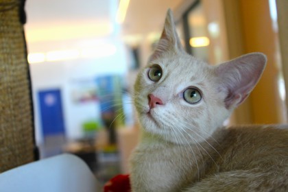 Ginja (Formerly Epsilon)