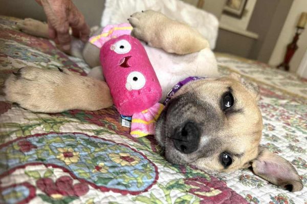 Bailey thumbnail 2