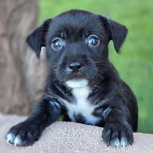 Catalina Pup  Isle