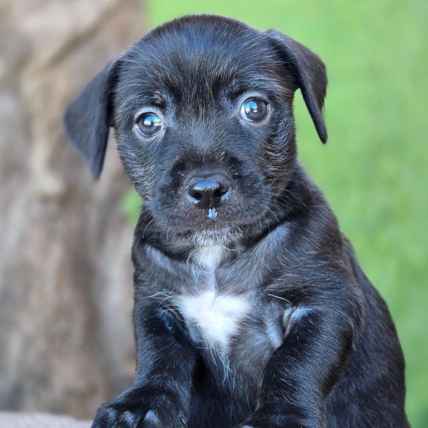 Catalina Pup  Farnsworth