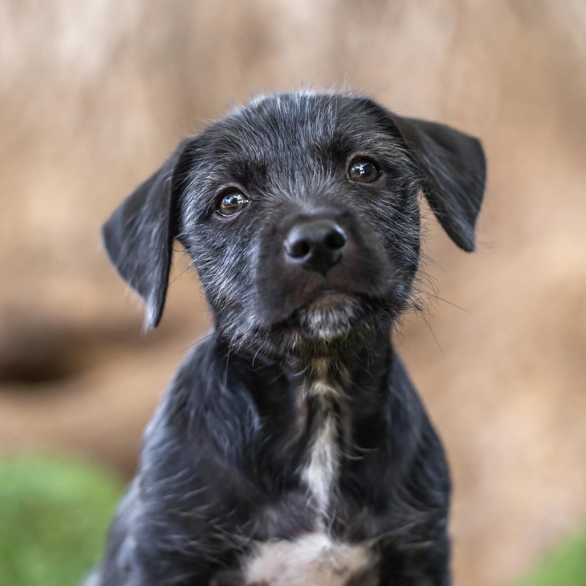 Catalina Pup - Farnsworth