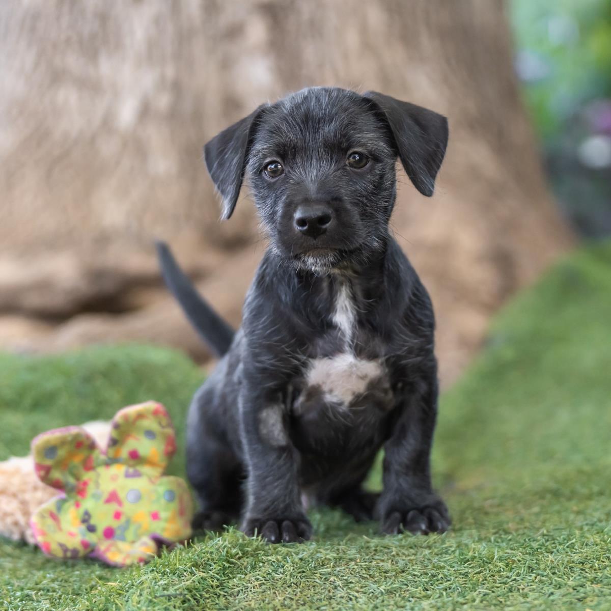 Catalina Pup - Farnsworth