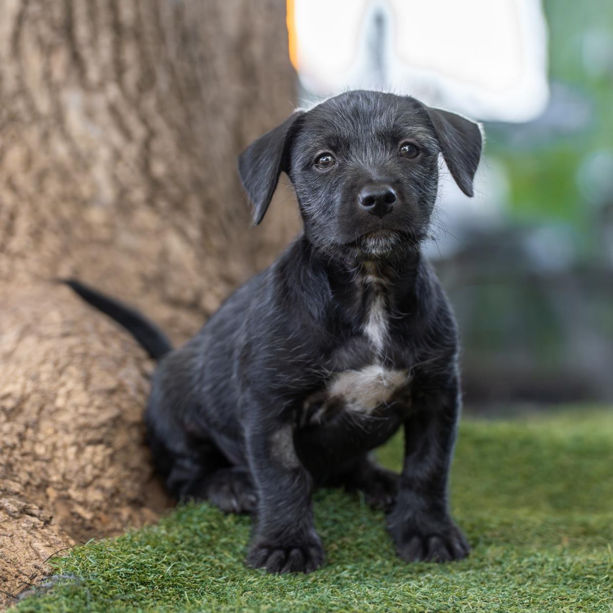 Catalina Pup - Farnsworth