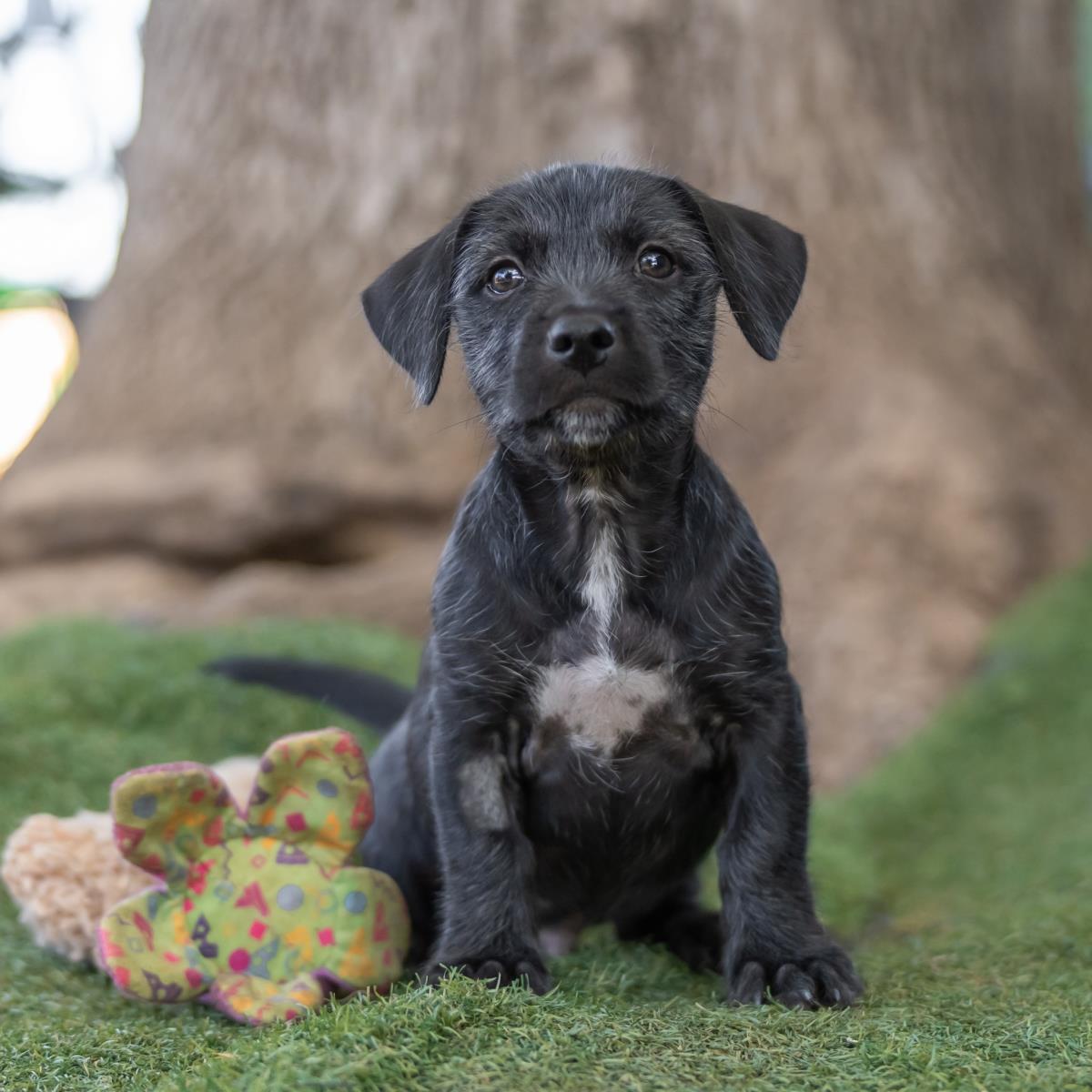 Catalina Pup - Farnsworth