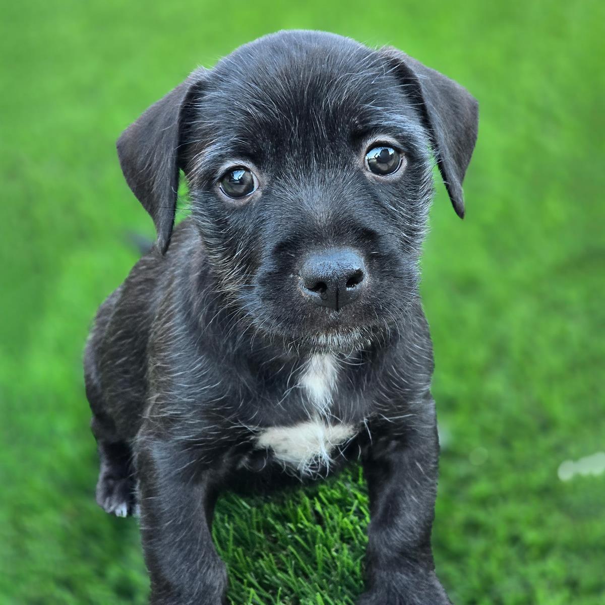 Catalina Pup - Farnsworth