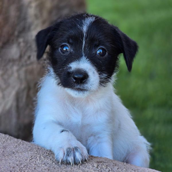 Catalina Pup  Casino