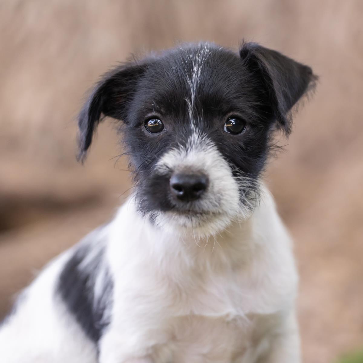 Catalina Pup - Casino