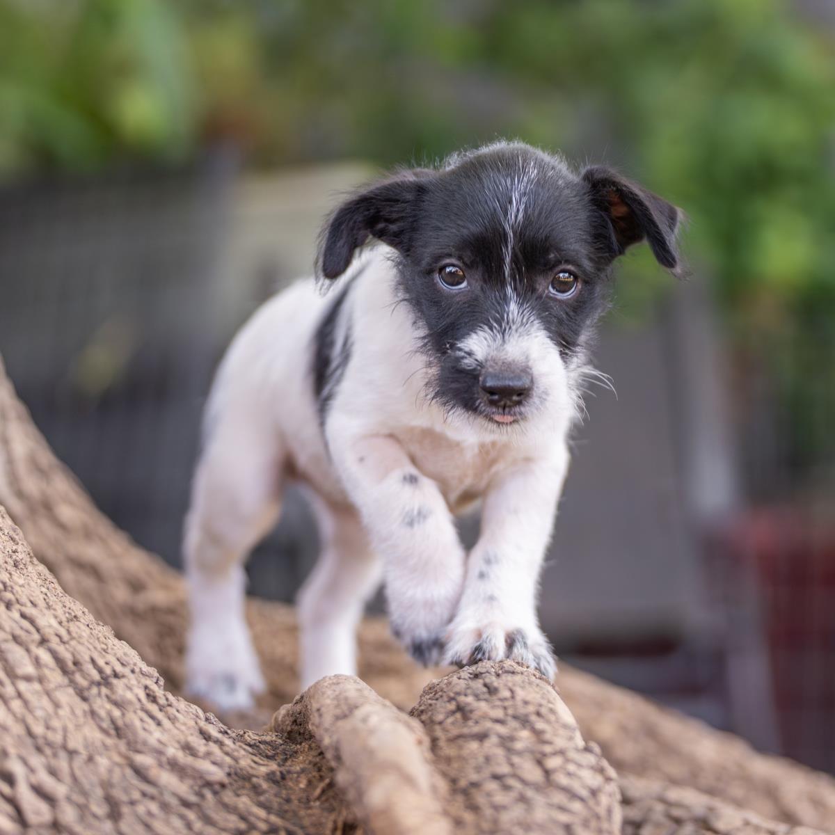 Catalina Pup - Casino