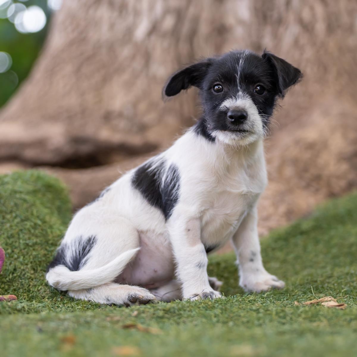 Catalina Pup - Casino