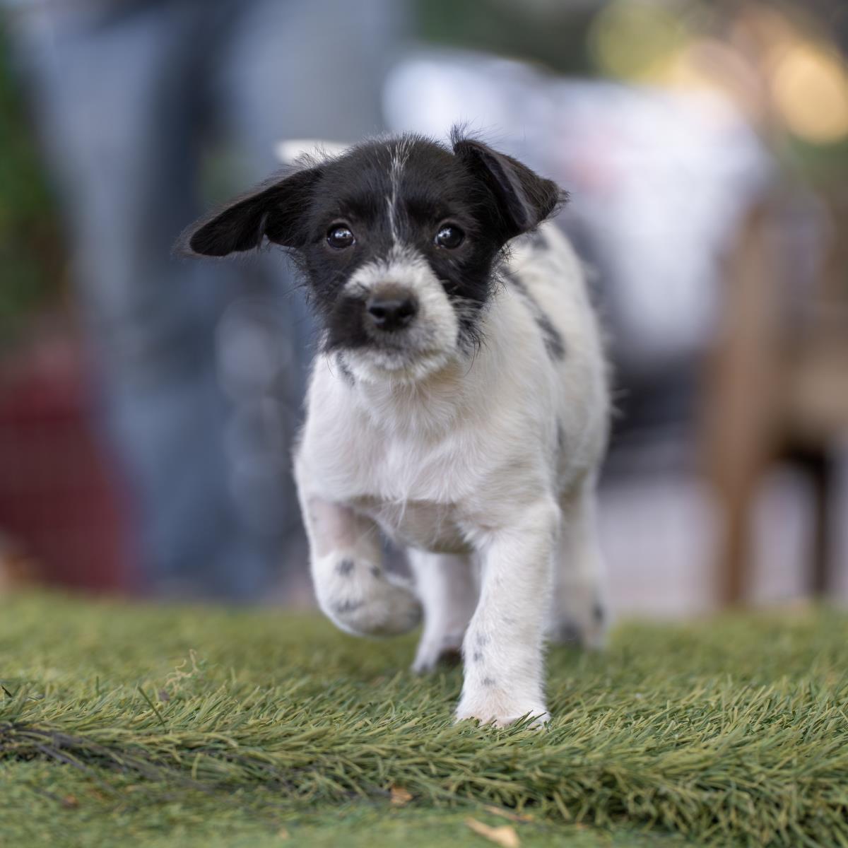 Catalina Pup - Casino