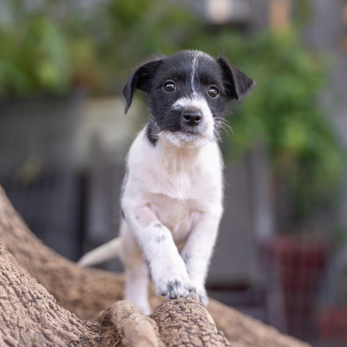 Catalina Pup - Casino