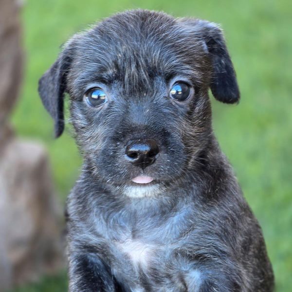 Catalina Pup  Wrigley