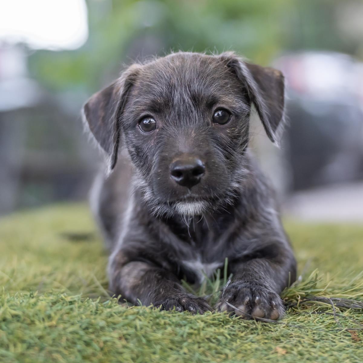 Catalina Pup - Wrigley