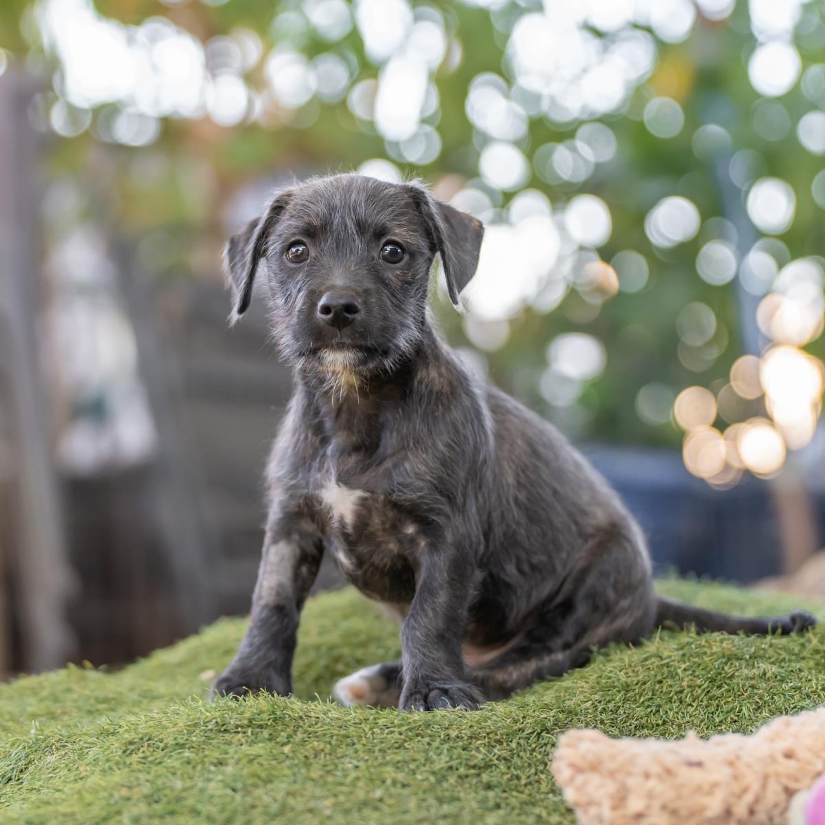 Catalina Pup - Wrigley