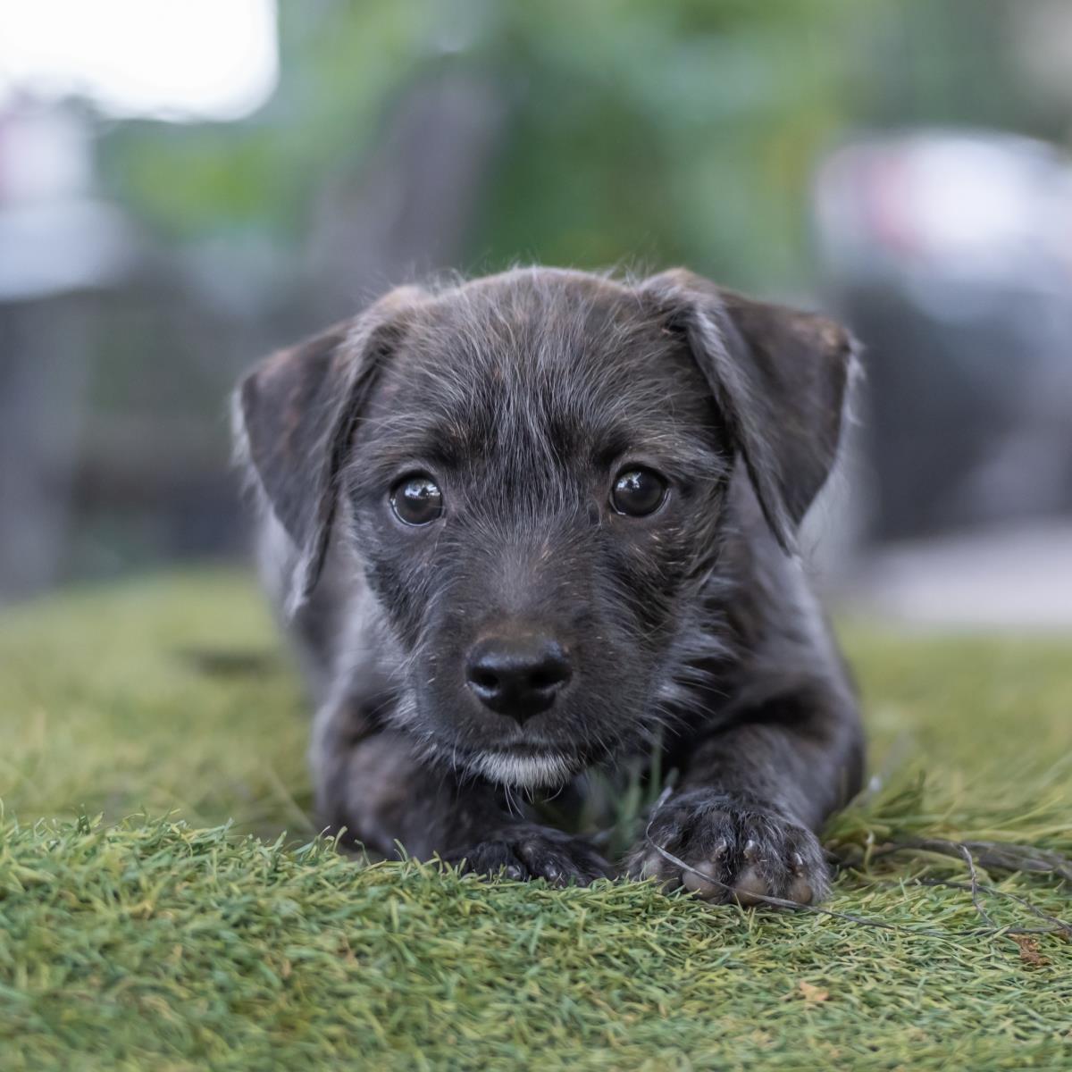 Catalina Pup - Wrigley