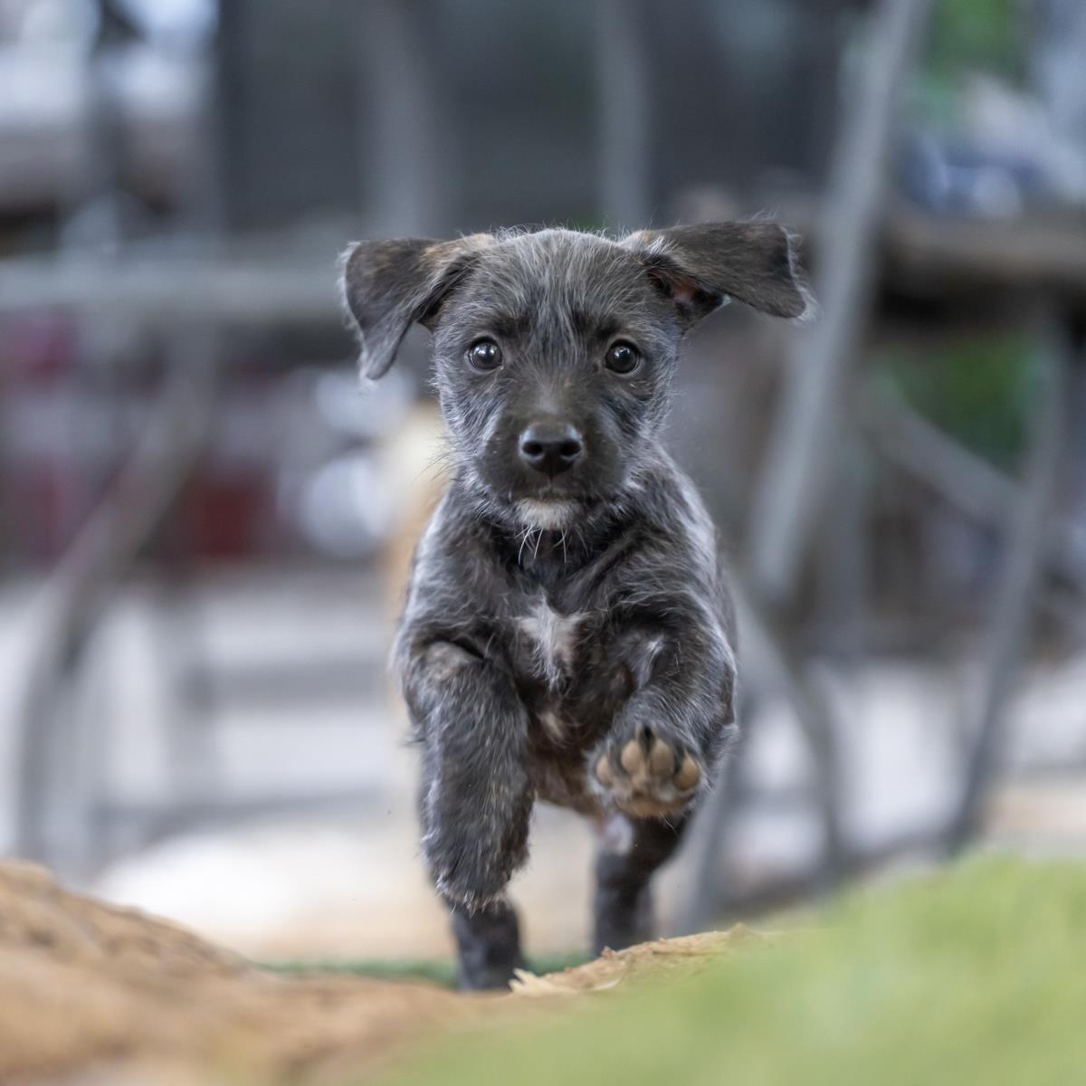 Catalina Pup - Wrigley