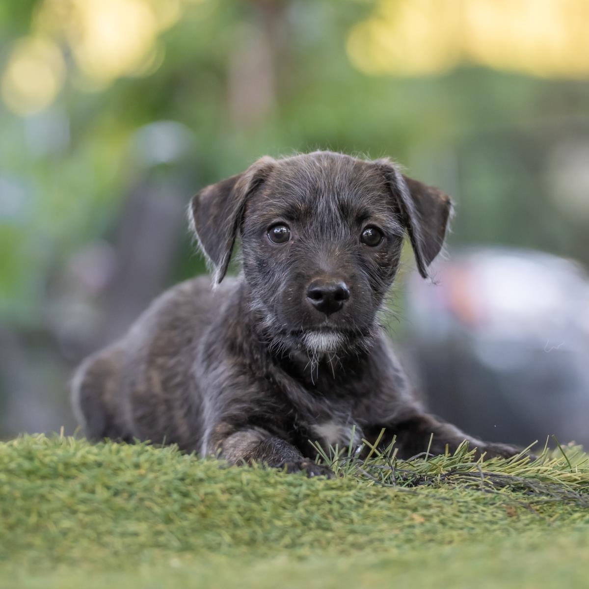 Catalina Pup - Wrigley