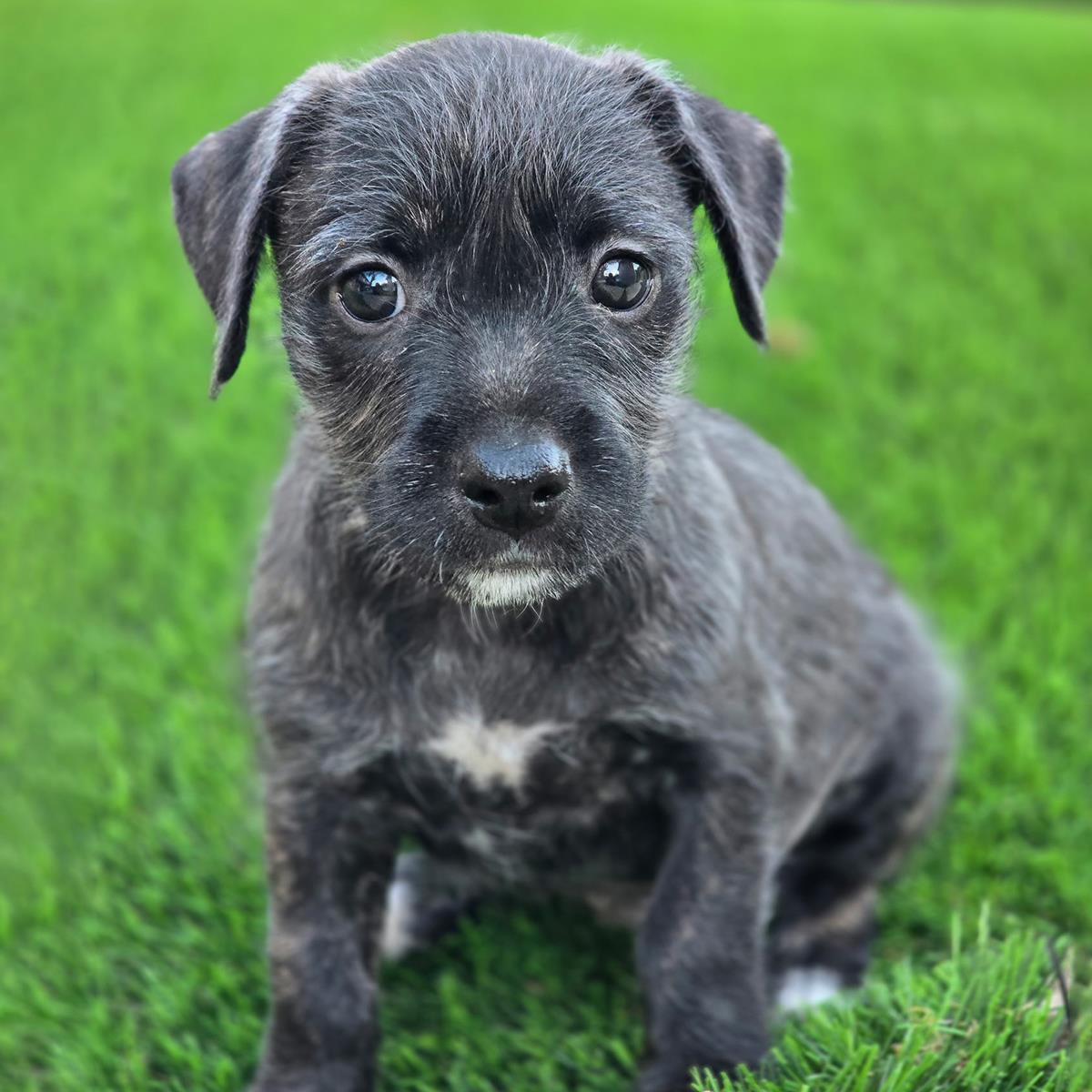 Catalina Pup - Wrigley