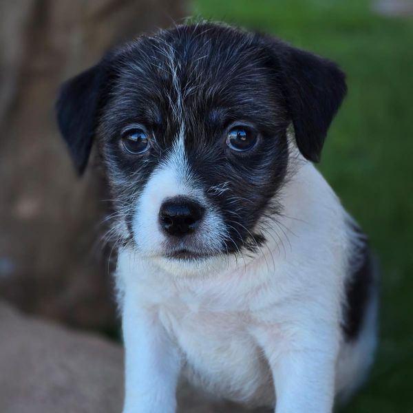 Catalina Pup  Isthmus