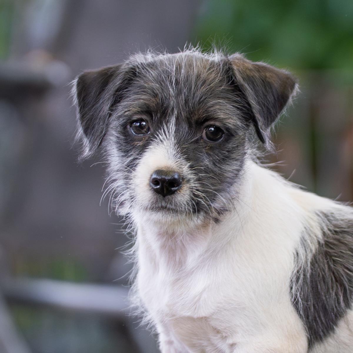 Catalina Pup - Isthmus