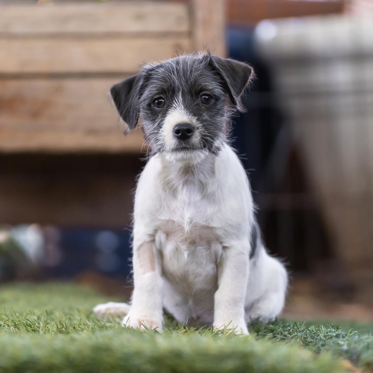 Catalina Pup - Isthmus