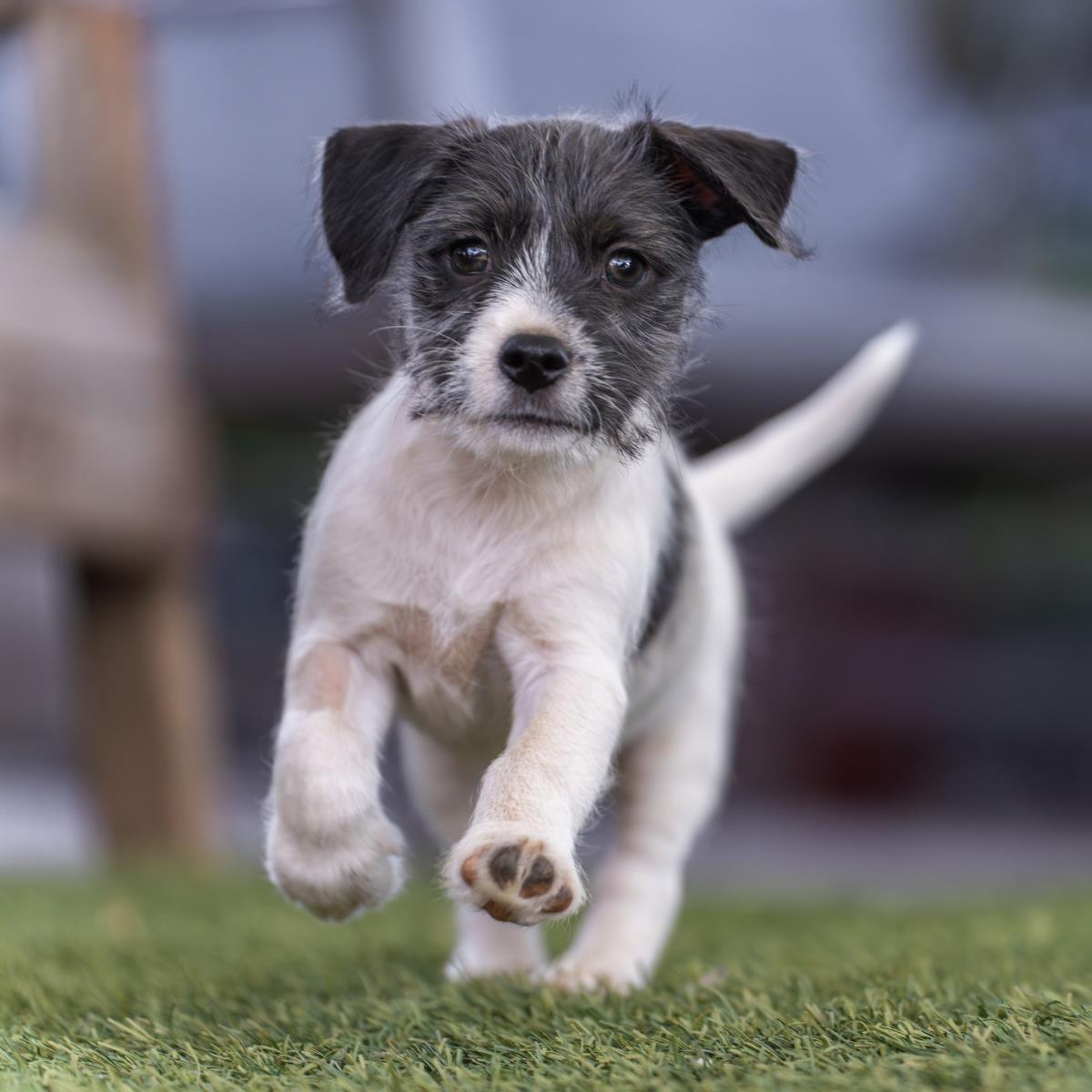 Catalina Pup - Isthmus