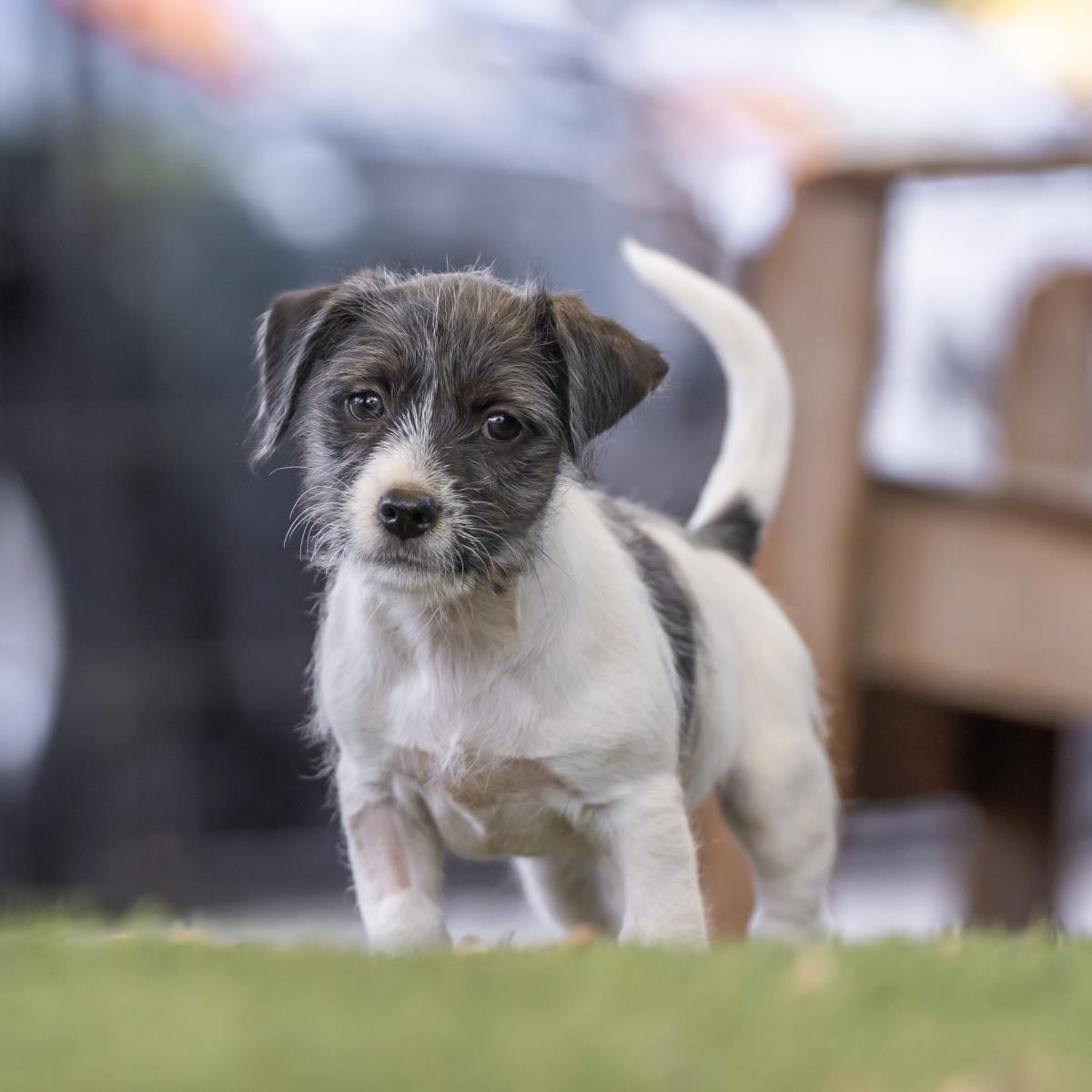 Catalina Pup - Isthmus