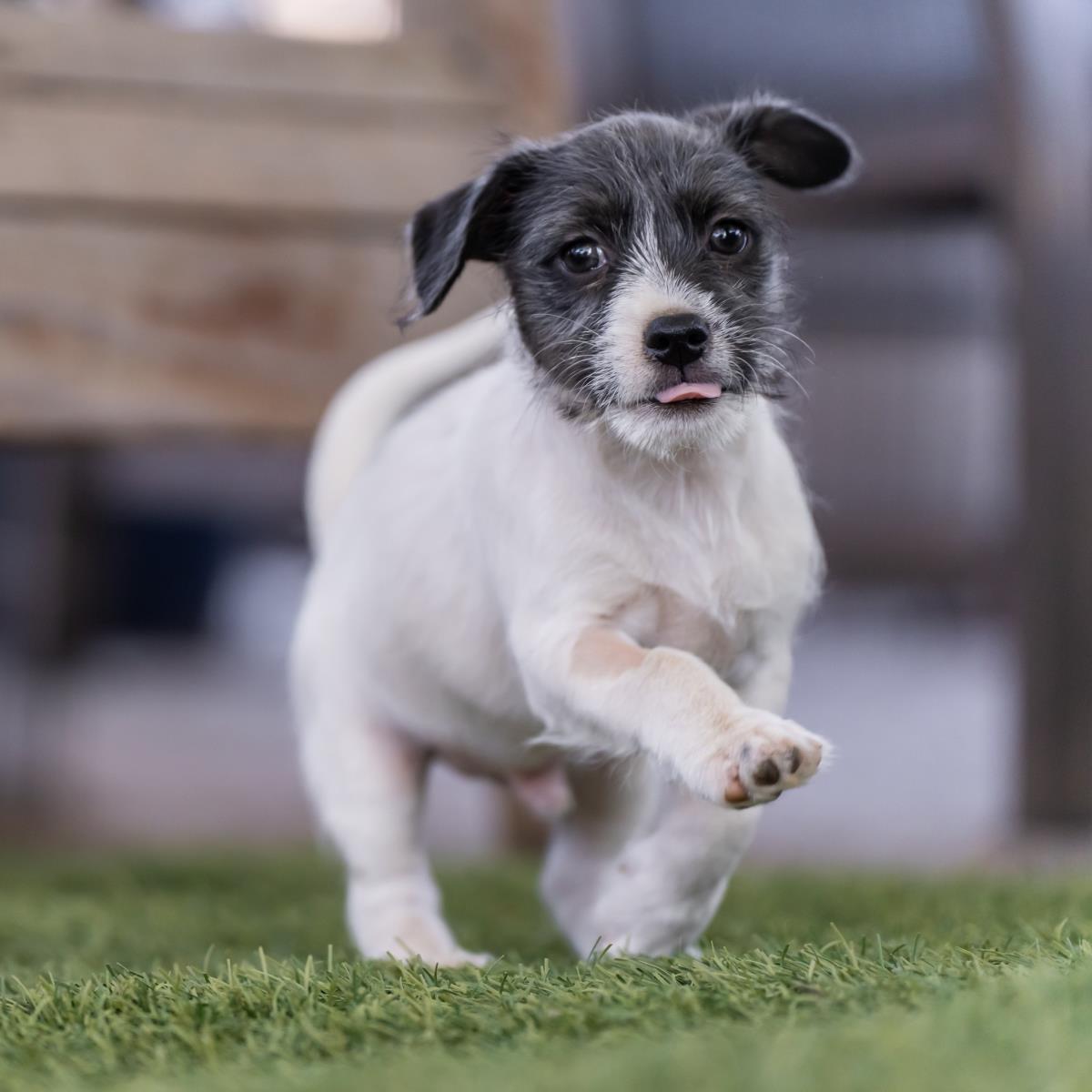 Catalina Pup - Isthmus