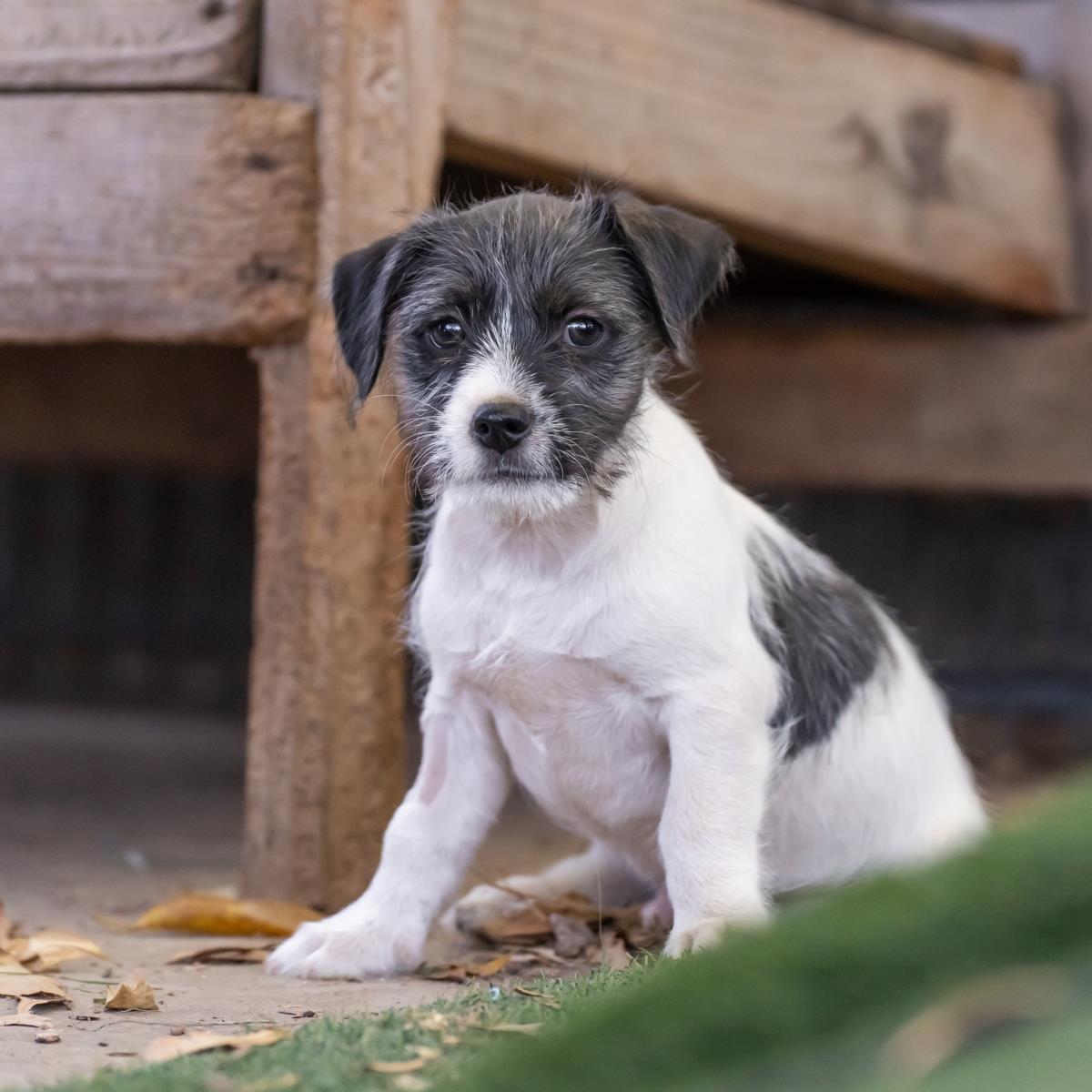 Catalina Pup - Isthmus