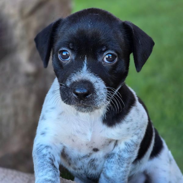 Catalina Pup  Avalon