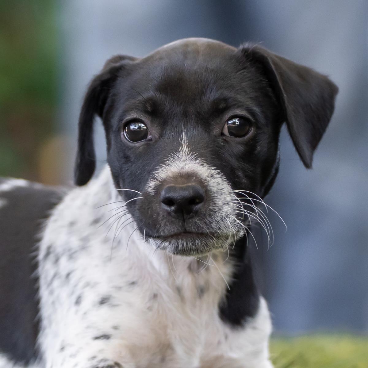 Catalina Pup - Avalon