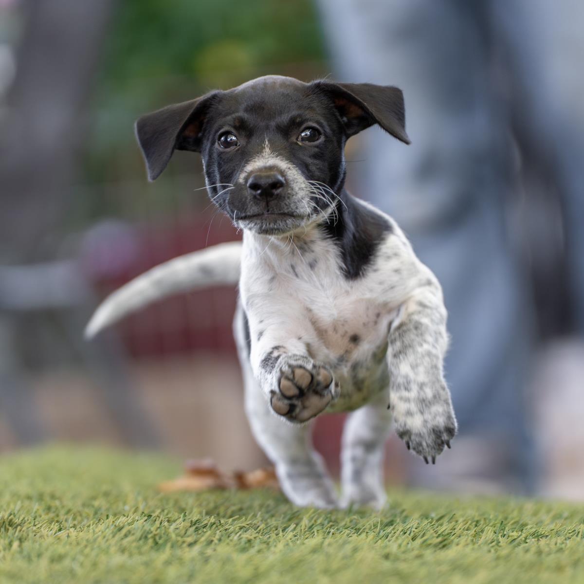 Catalina Pup - Avalon