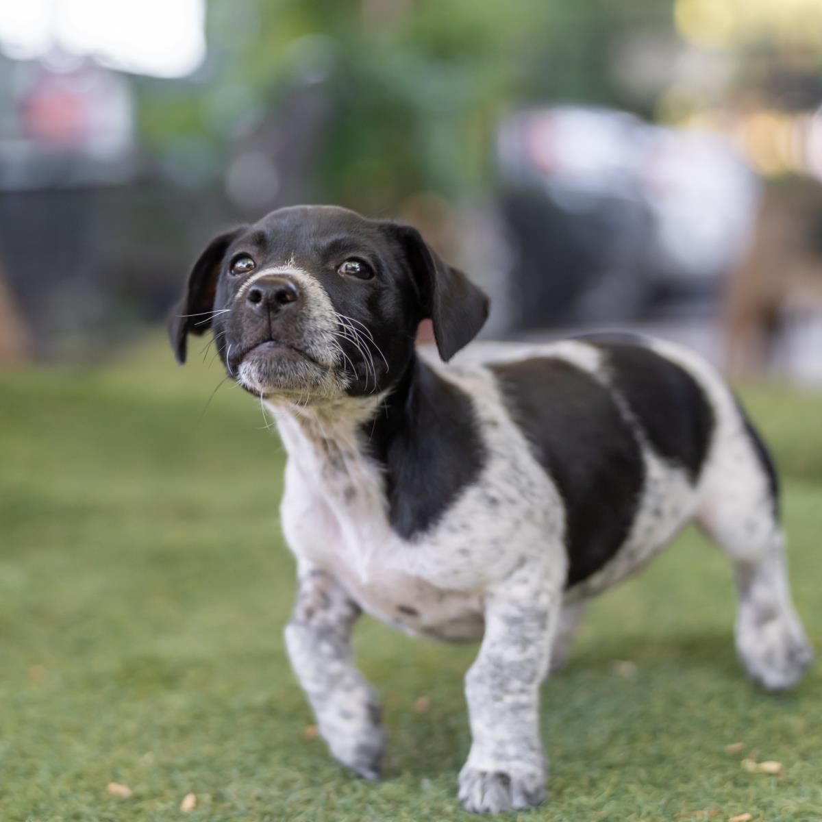 Catalina Pup - Avalon