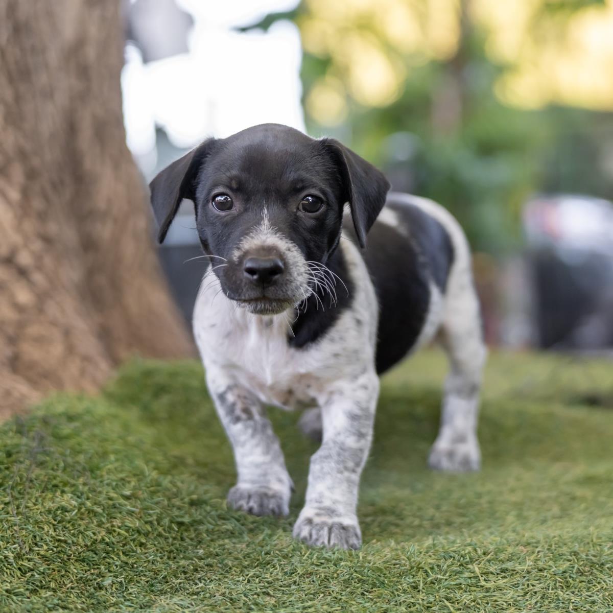 Catalina Pup - Avalon