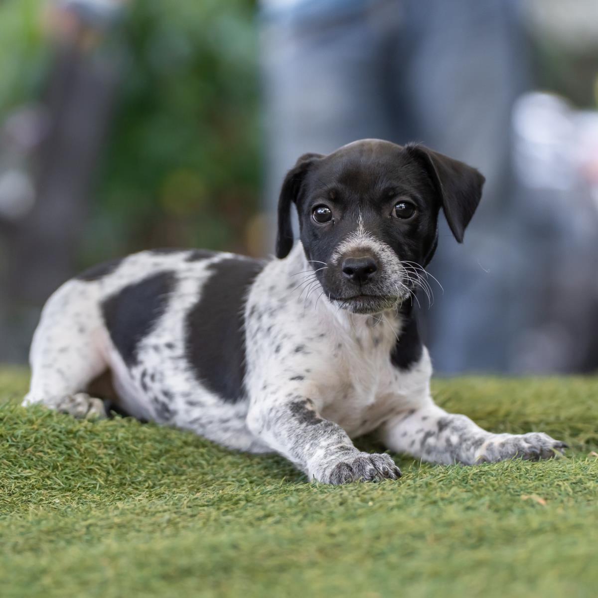 Catalina Pup - Avalon