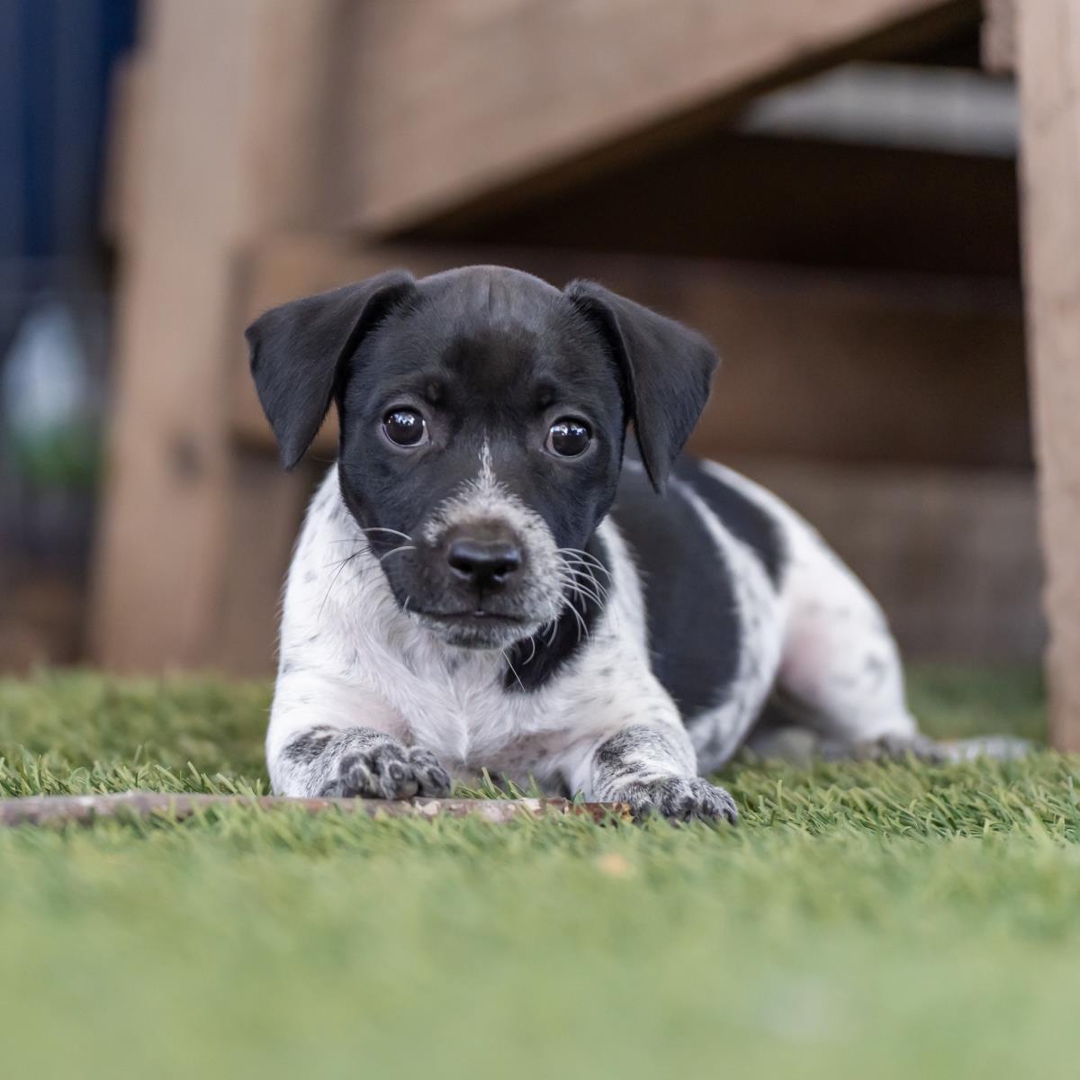 Catalina Pup - Avalon