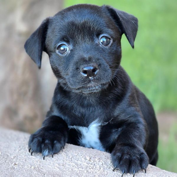Catalina Pup  Tongva