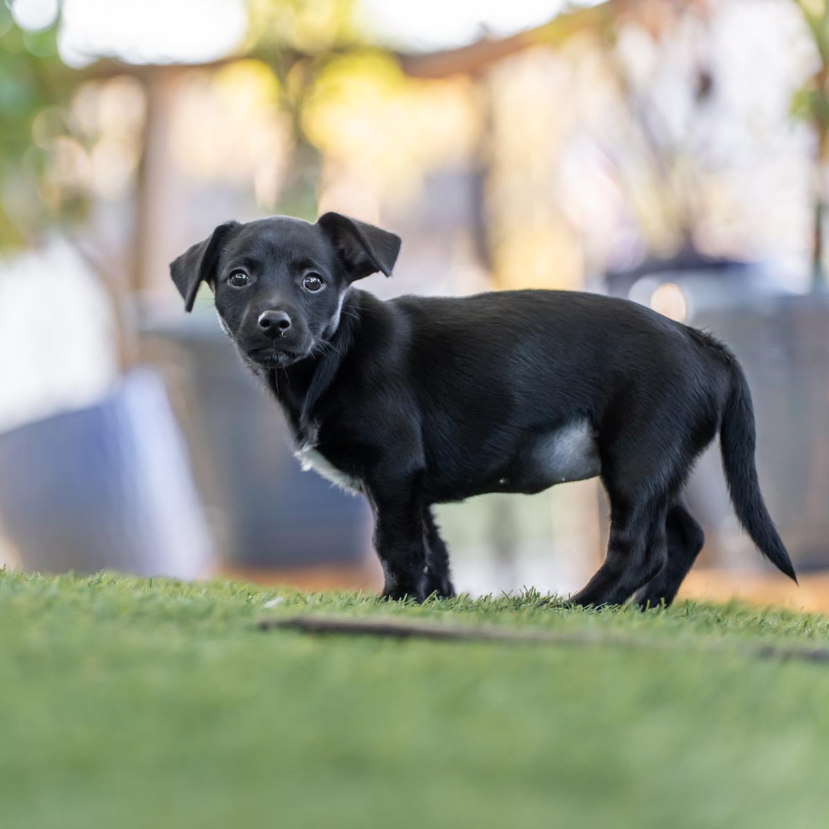 Catalina Pup - Tongva